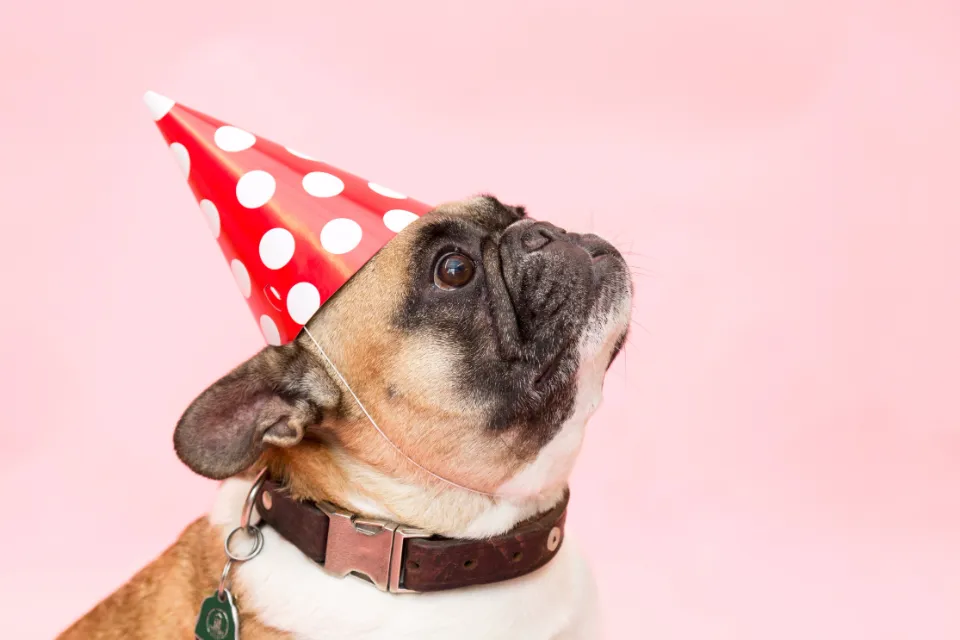 A pug wearing a red polka-dot party hat